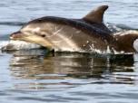 En naviguant de plus en plus loin dans la mer, elle finit par croiser la route d'un magnifique banc de dauphins.