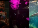 Biodome 2