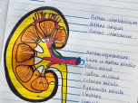 Le petit-déjeuner était rapide, se résumant souvent à une tasse de café fort et à un fruit, que je prenais en révisant mes flashcards ou encore les différents schémas sur l’anatomie humaine.