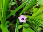 Les fleurs ouvrent leurs pétales pour capter les premières lueurs, et le monde s'éveille en célébrant la beauté d'un nouveau jour.