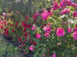 Sur ma route, des fleurs roses et rouges,  Éclatent de beauté, même sous cette houle.