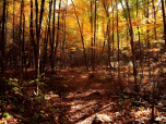 Les arbres, dont les feuilles étaient embrassées par le soleil, semblaient scintiller comme s'ils étaient saupoudrés de poussière d'or.