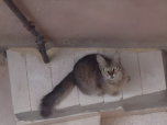 L'un de nos compagnons les plus appréciés à cette époque était un charmant chat gris-beige.