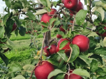La pomme symbolise la recherche de la connaissance.