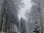 Elle a fait des randonnées dans des forêts denses. 