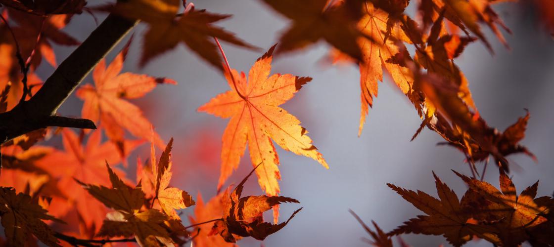 Les couleurs de l'automne. Les couleurs de l'automne.