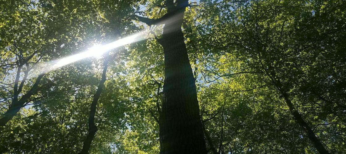 Oliver tomba sur un sentier qui s'enfonçait dans la forêt enchanteresse. Oliver tomba sur un sentier qui s'enfonçait dans la forêt enchanteresse.