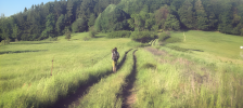 Aventure à travers une forêt du sud de la France.